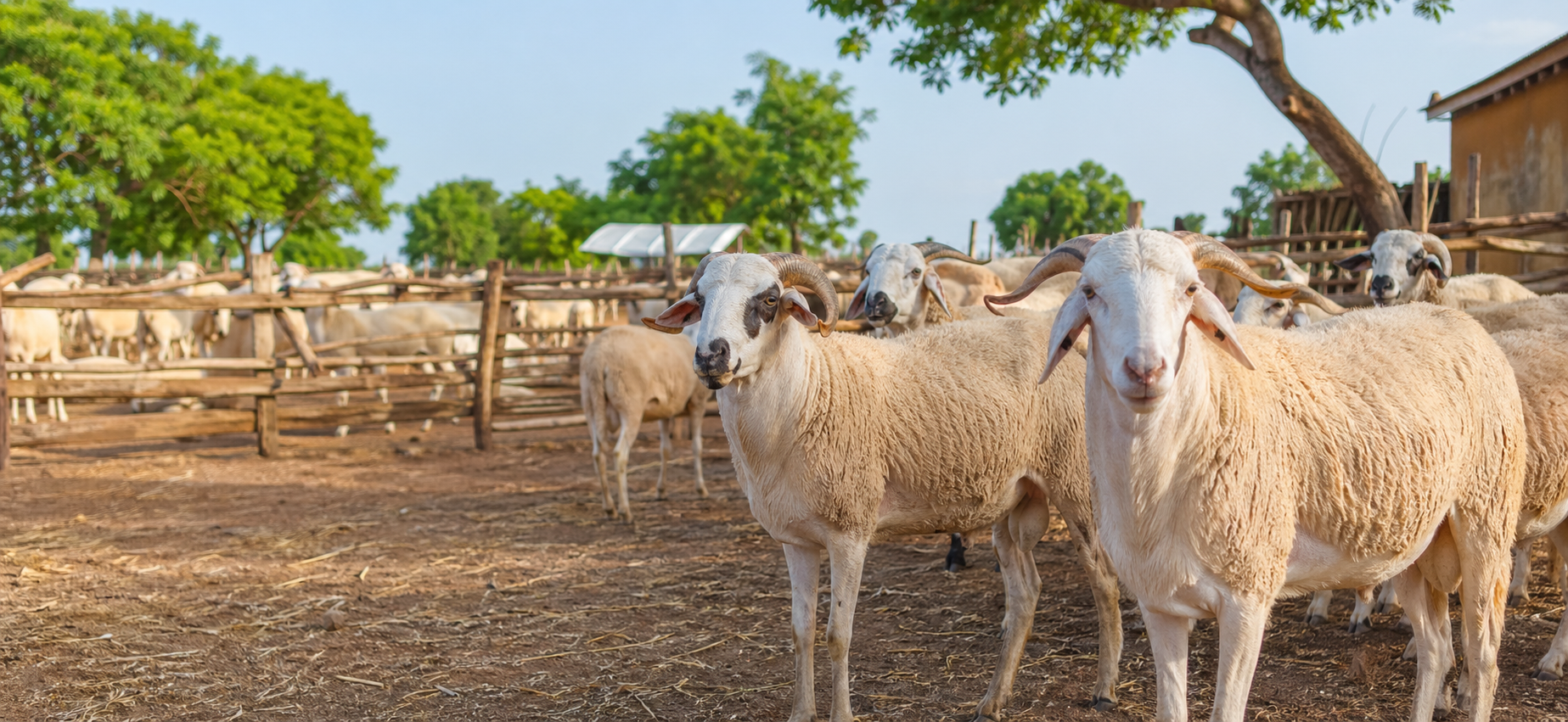 Moutons dans un marché local